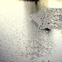 Laguna en La Pampa